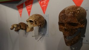 Bornes tactiles de crânes d'hominidés