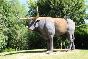 Reconstitution d'un auroch dans le parc