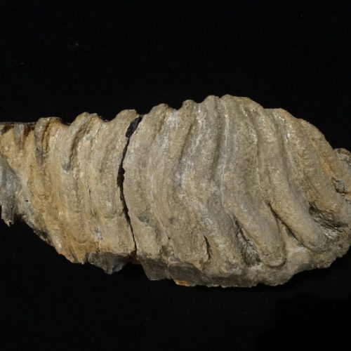 Dent de mammouth de la collection archéologique de la Roche à Pierrot
