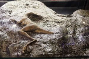 Exposition temporaire Dinosaures